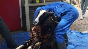 Schapen Kibo trekken winterjas uit