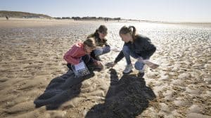 Schelpen tellen bij Ecomare tijdens landelijke Schelpenteldag