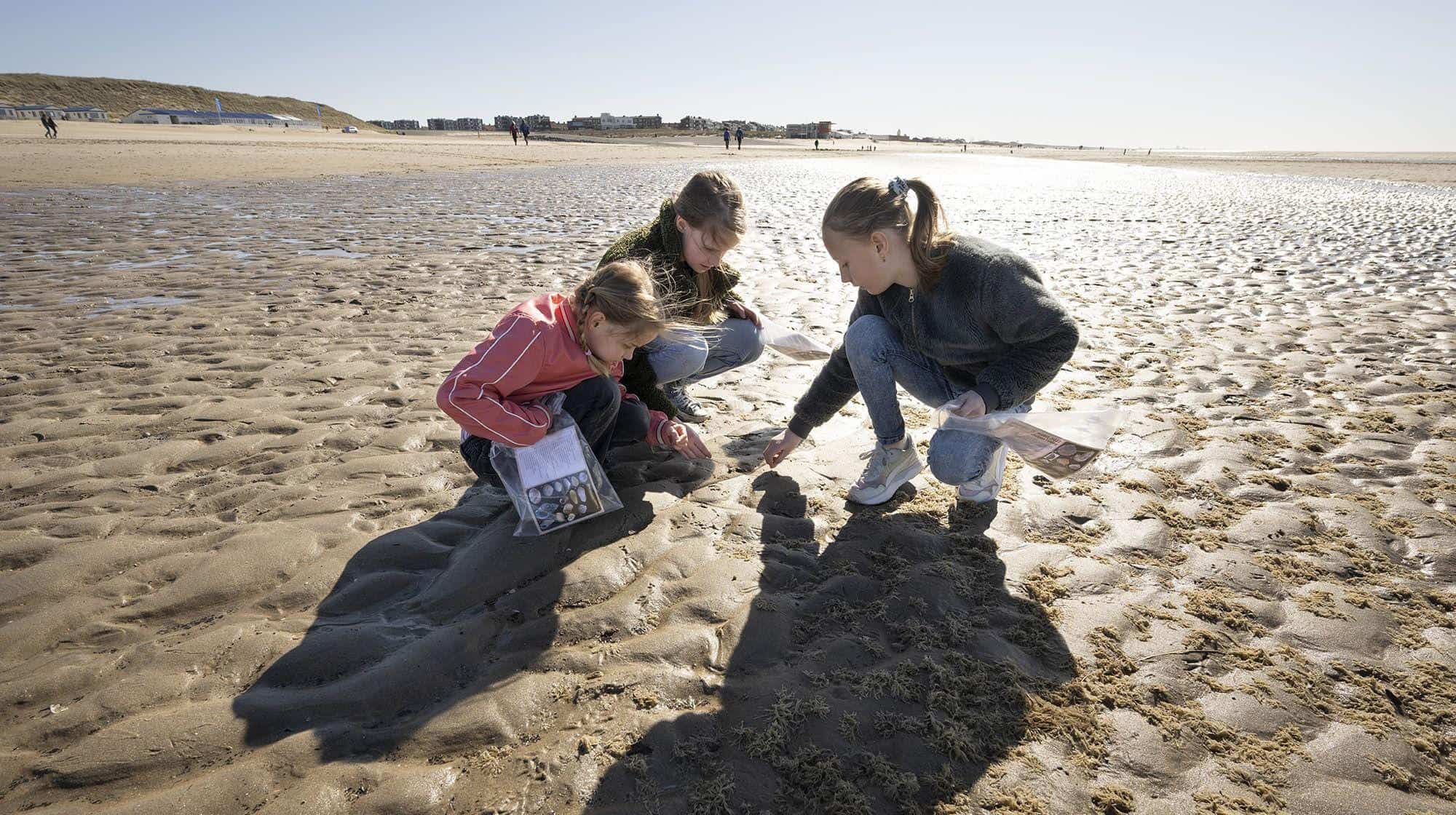 Schelpen tellen bij Ecomare tijdens landelijke Schelpenteldag