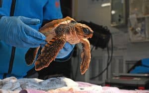 Zeeschildpad aangespoeld op Texel