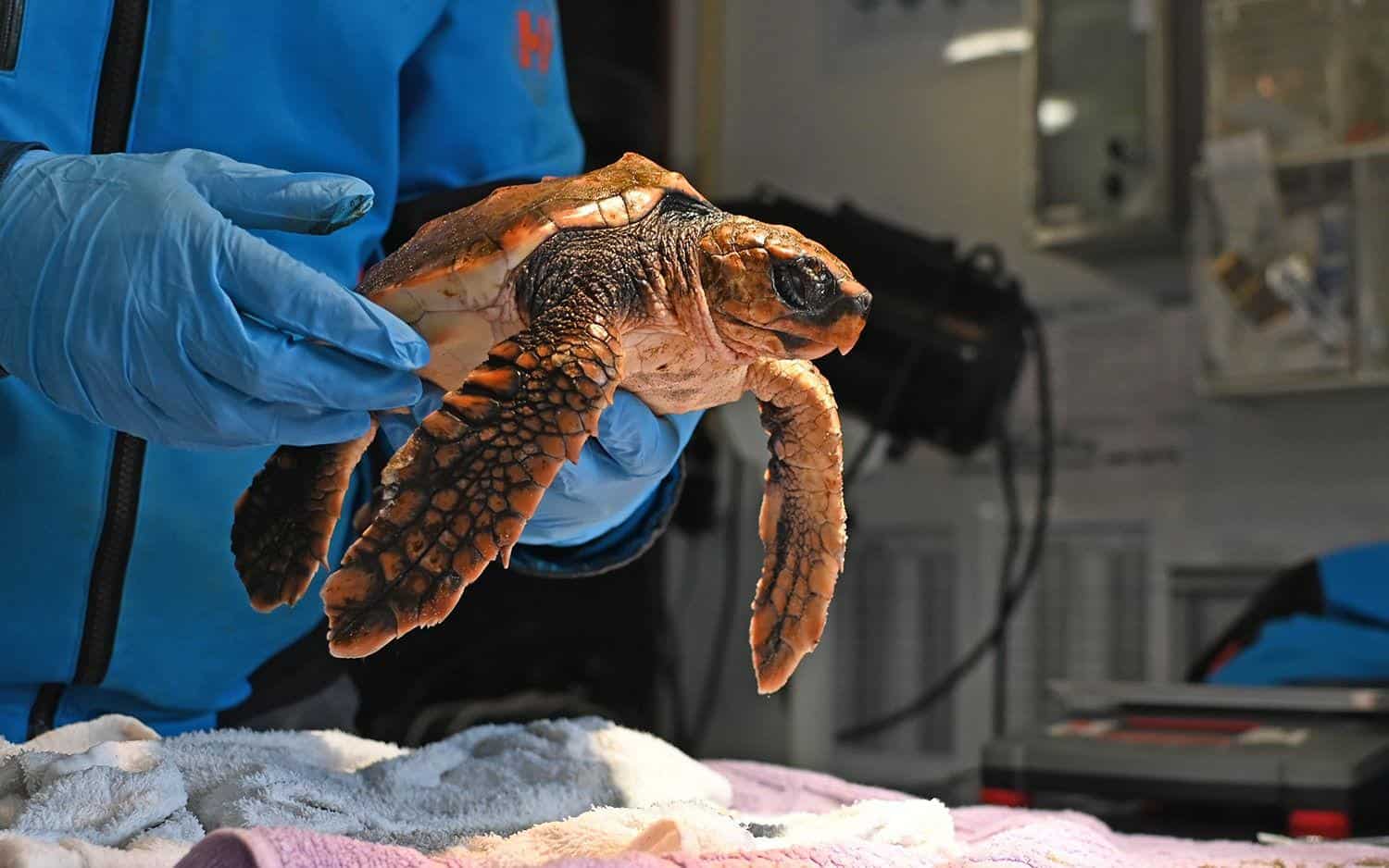 Zeeschildpad aangespoeld op Texel