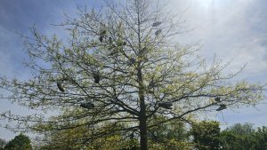 Schoenen in boom waarschijnlijk van skaters