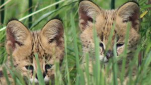 Serval kittens in Van Blanckendaell Park