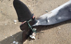Ecomare haalt dode zwerfvuilslachtoffers van het strand