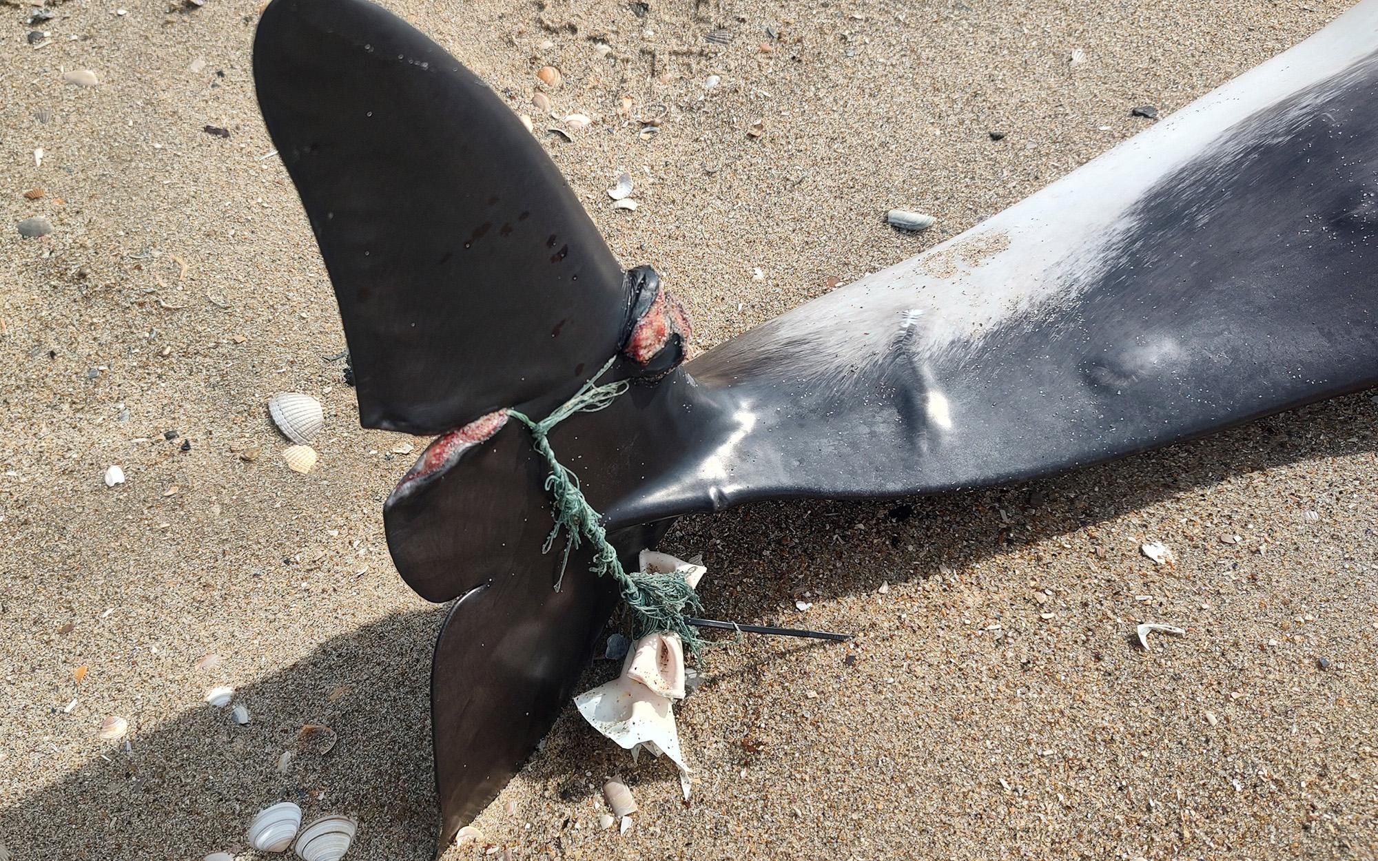 Ecomare haalt dode zwerfvuilslachtoffers van het strand