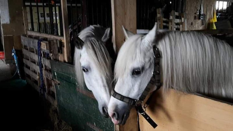 Paarden van Karin weer een dak boven hun hoofd