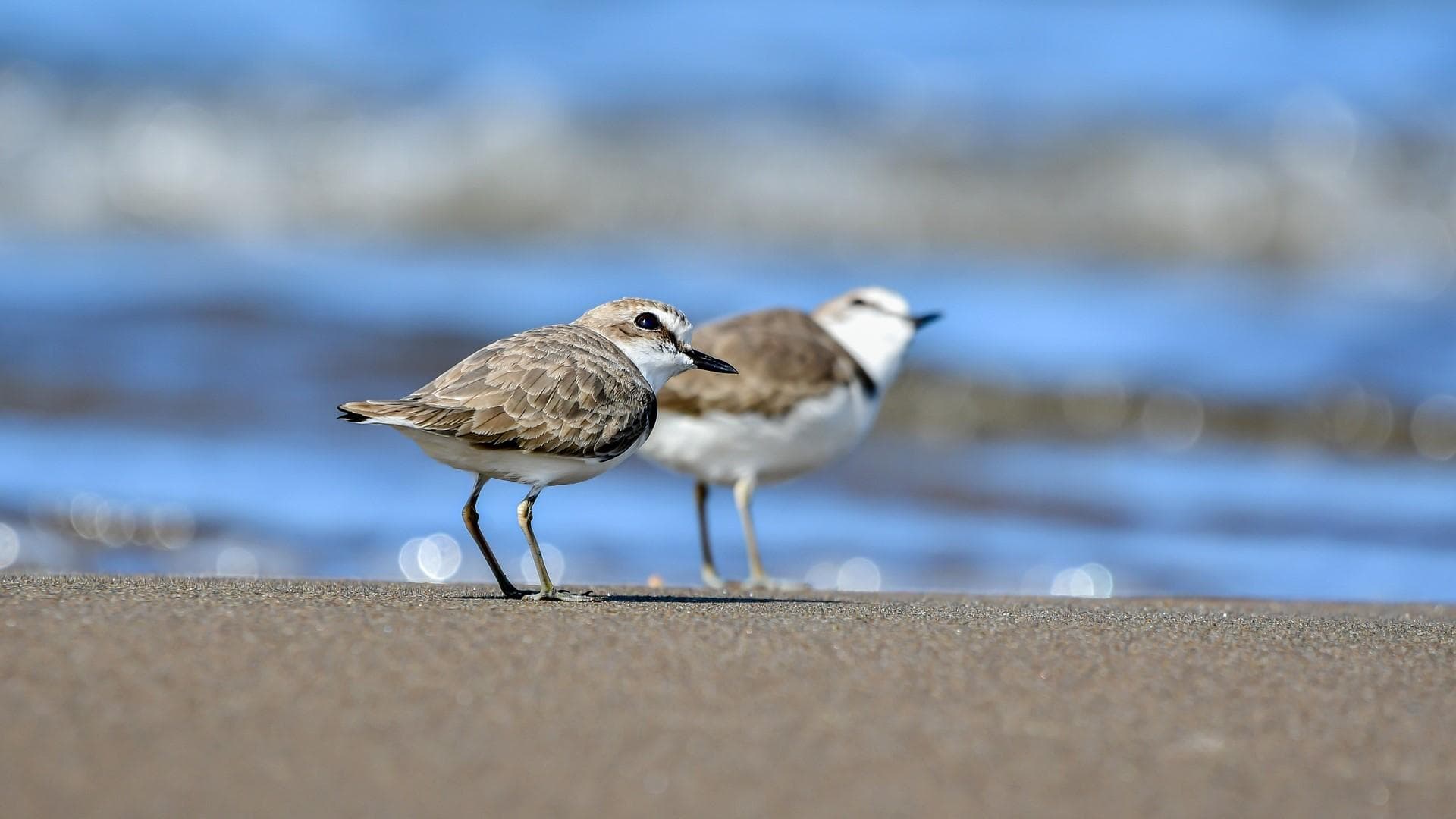 Bovengemiddeld aantal bedreigde vogelsoorten waargenomen in de Noordkop