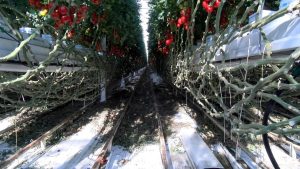 Video: Agrocare, één van de toonaangevende tomatenproducenten van Europa