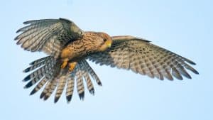 Roofvogels spotten tijdens excursie door Balgzand