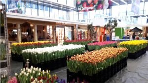 Dit jaar geen tulpen plukken in Makado Schagen