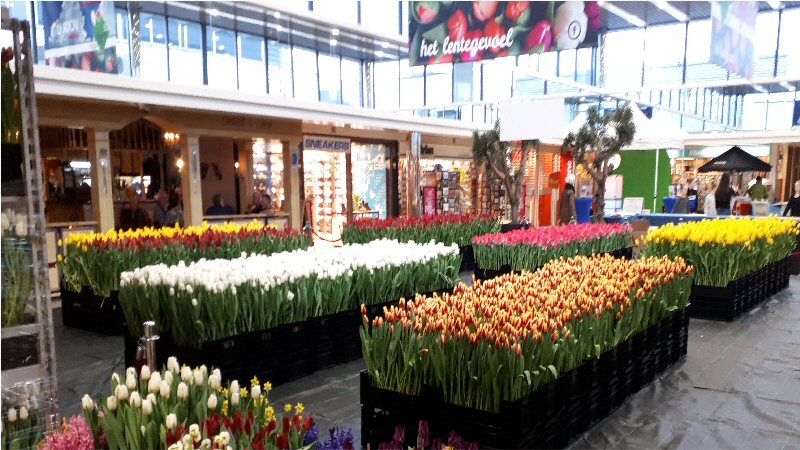 Dit jaar geen tulpen plukken in Makado Schagen