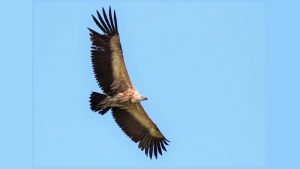 Grote vale gier gespot in Den Helder