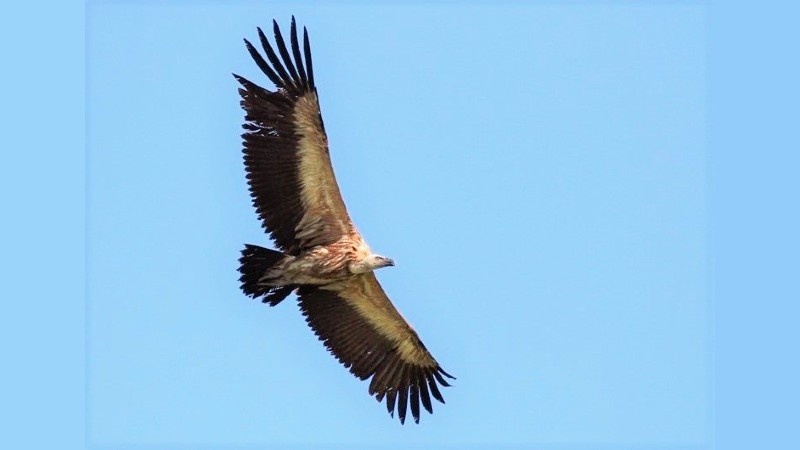 Grote vale gier gespot in Den Helder