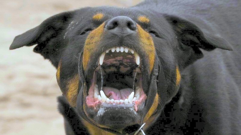 Alle honden aangelijnd na bijtincidenten Schagen