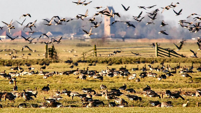 Nestbehandeling ganzen start eind maart