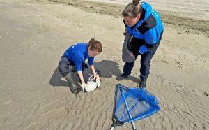 Ecomare bevrijdt jan-van-gent uit vislijn op het strand