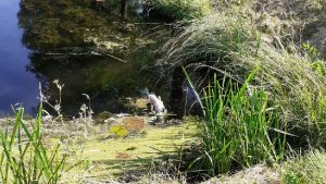 Vissterfte op diverse locaties