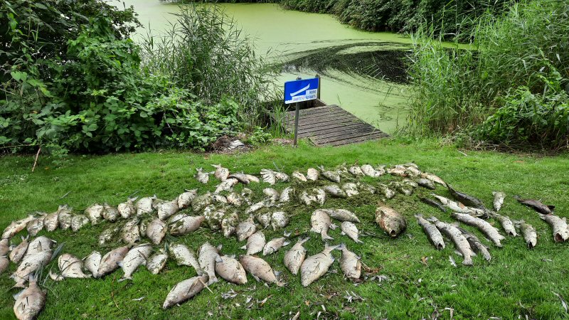 Massale vissterfte in Waldervaart Schagen