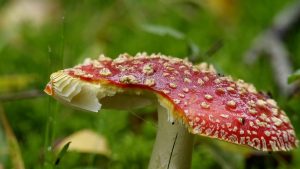 Wandelen tussen de paddenstoelen in het Robbenoordbos (Video)