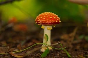 Paddenstoelen zoeken bij de Donkere Duinen