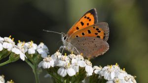Vlinder- en nectartuin in Nieuwe Niedorp