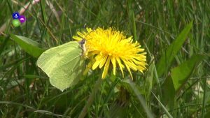 Eerste vlinders fladderen in het Zwanenwater