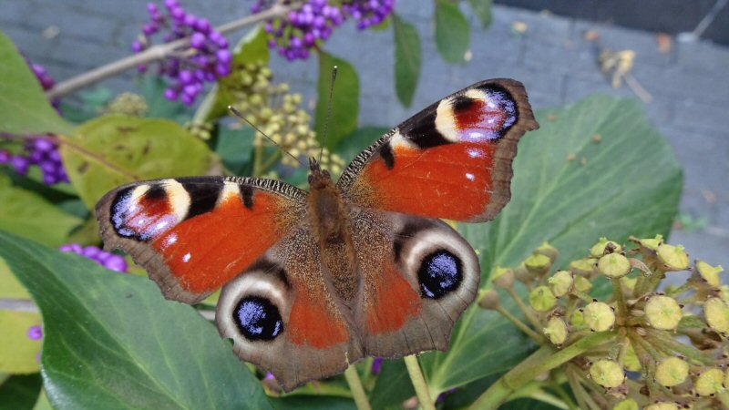 Doe mee met de tuinvlindertelling