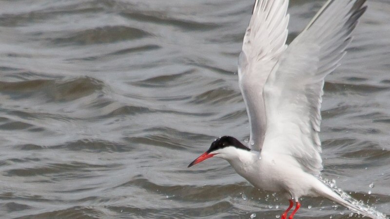 Vogelgriepvirus breidt zich verder uit