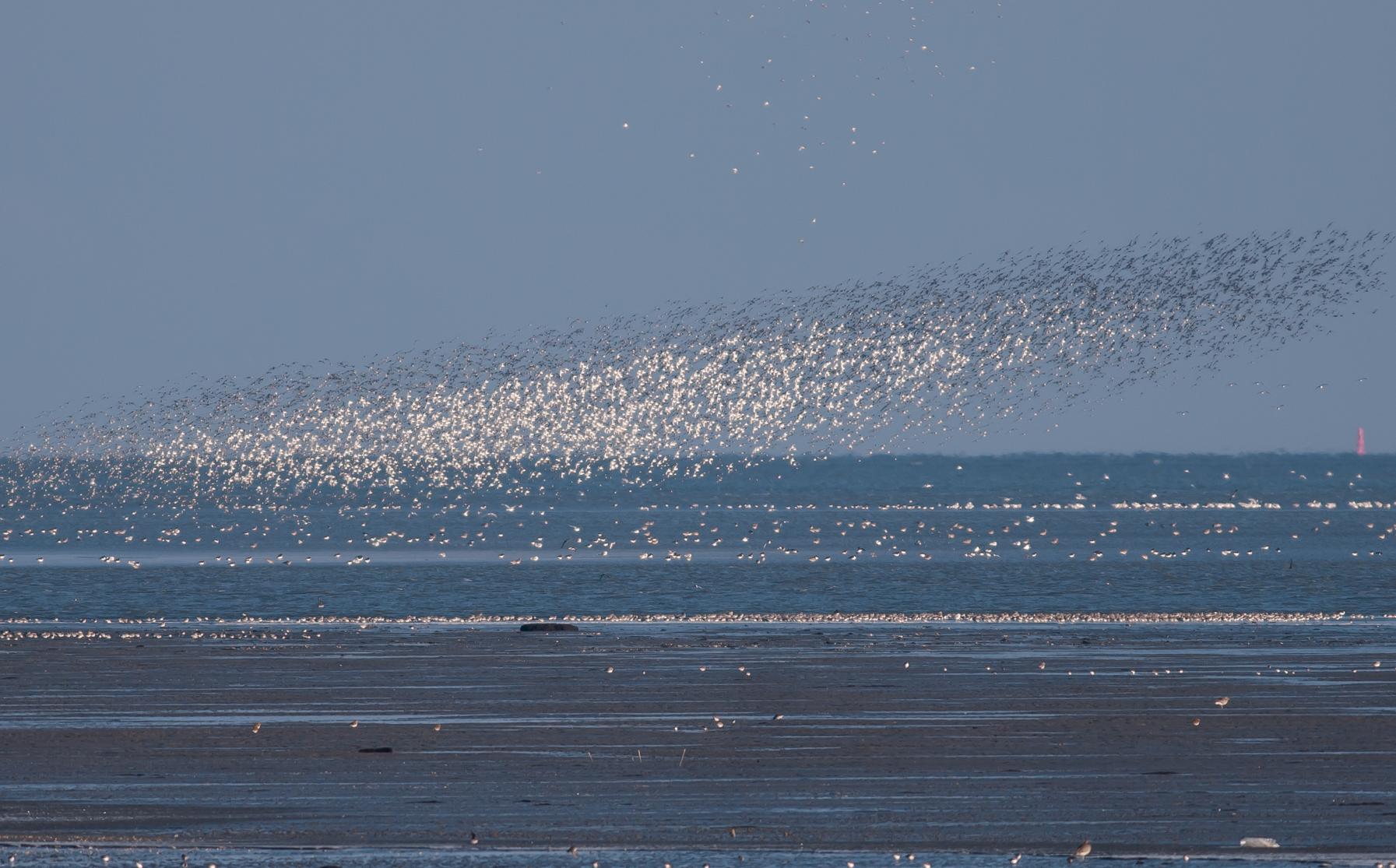 Komt de vogeltrek weer op gang?