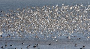 Vogelexcursie Balgzand: Vogels in de zomer