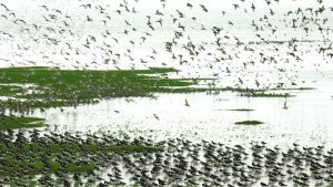 Groene vrijwilligers worden beloond voor hun inzet