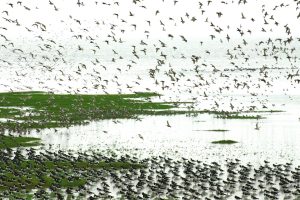 Ontdek vogelrijkdom van Balgzand tijdens fietsexcursie