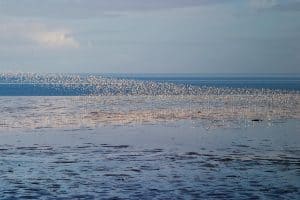 Excursie langs broedende vogels bij Balgzand