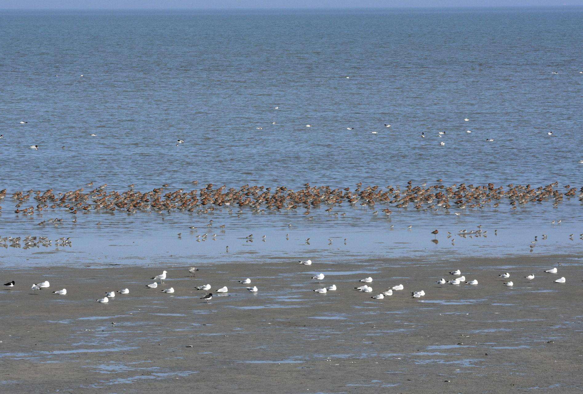 Op excursie naar de steltlopers op het Wad