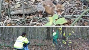 Zwaar ondervoed vosje gevonden in Robbenoordbos