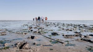 Onderzoek herstel schelpdierenbanken in de Waddenzee
