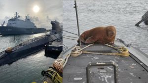 Walrus rust even uit op Dolfijn