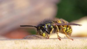 Komend weekend: tweede wespentelling