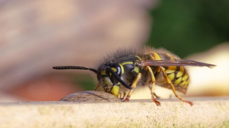 Komend weekend: tweede wespentelling