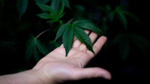 Drugscriminelen zoeken boeren en tuinders