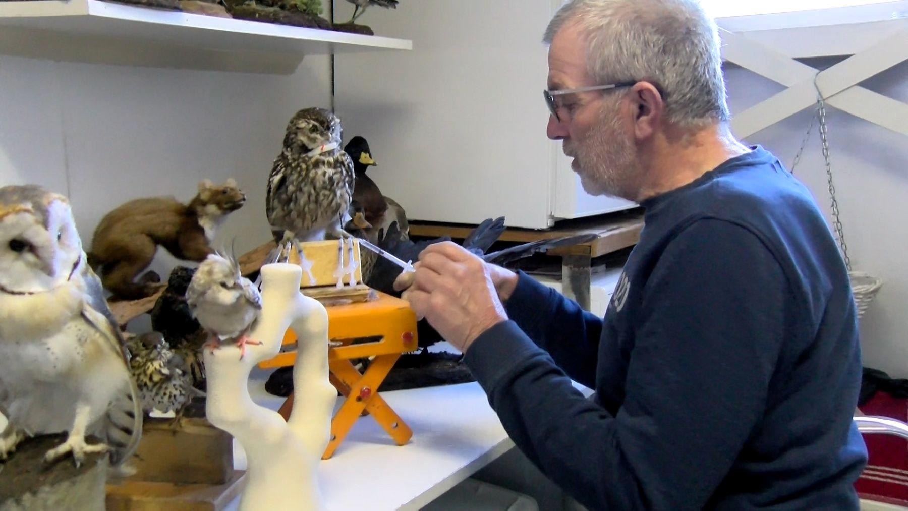Video: Opzetten van dode dieren is een vak op zich