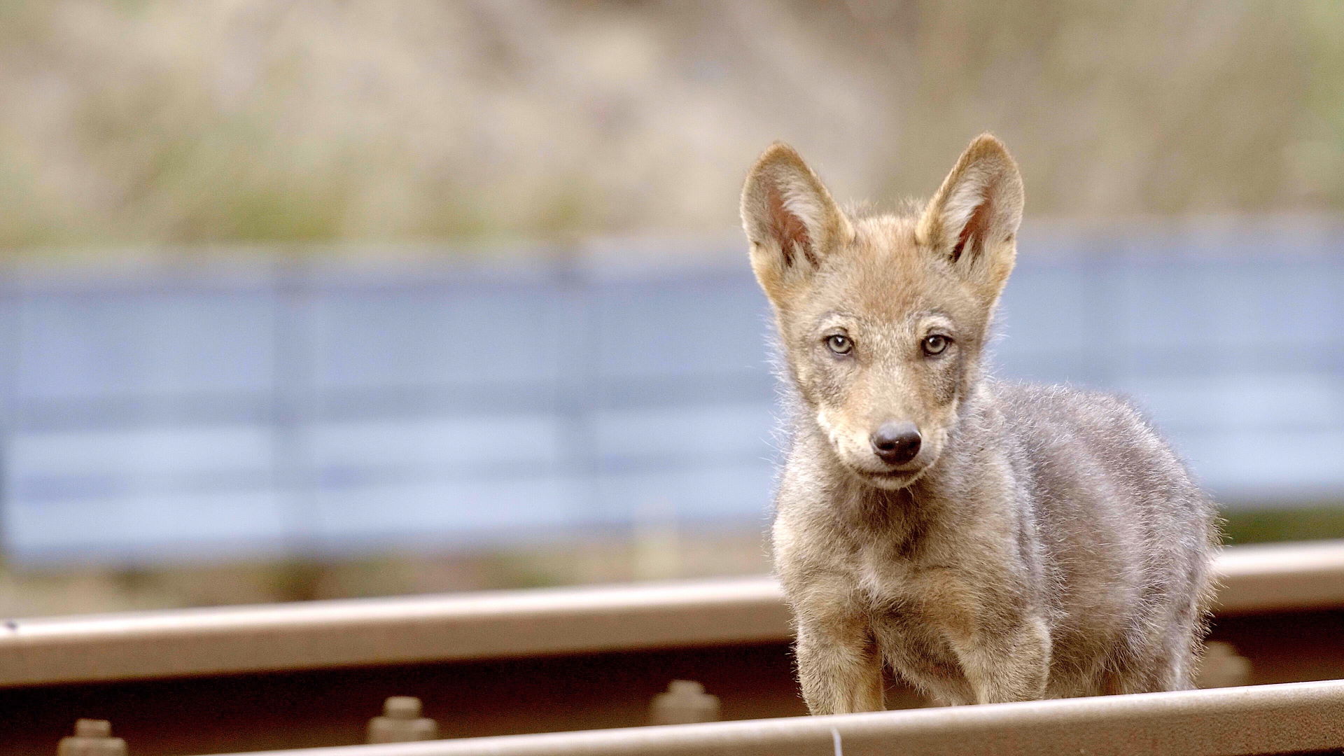 Wolf (recensie)