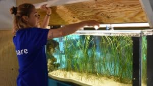 Voor het eerst echte planten in Zeeaquarium Ecomare