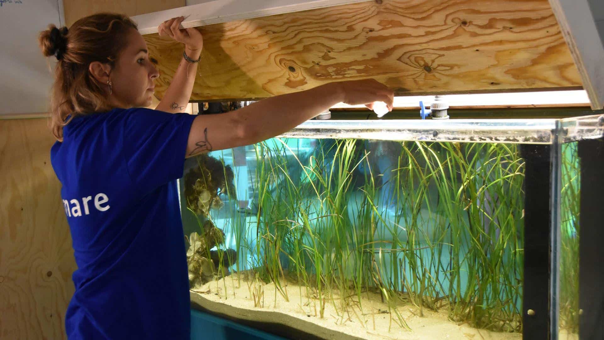 Voor het eerst echte planten in Zeeaquarium Ecomare