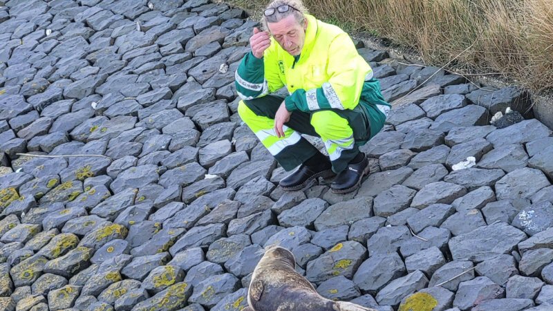 Zeehonden komen even op adem aan land