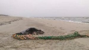 Zeehond verlost van net
