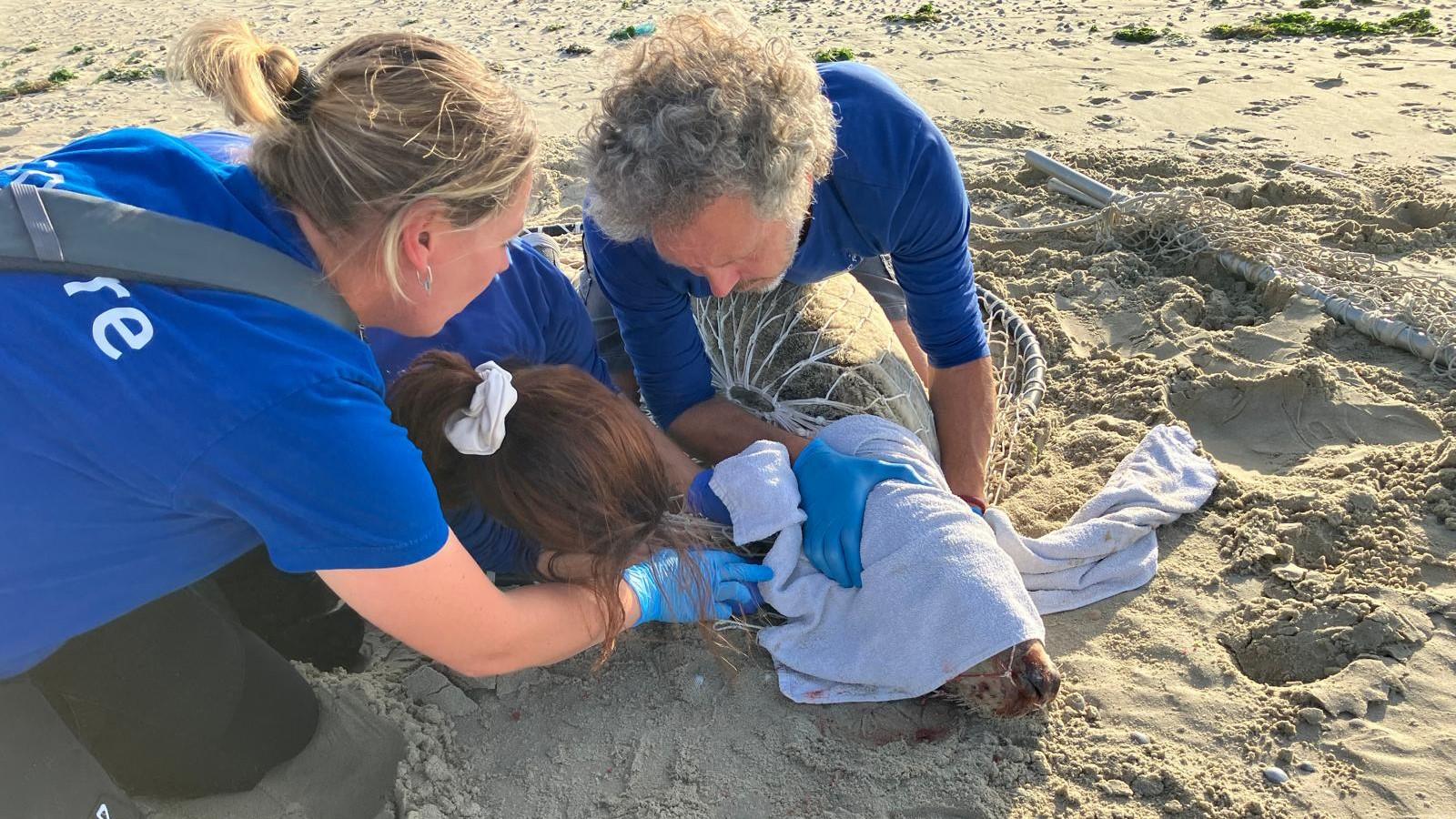 Zeehond verlost van vishaken en visdraad