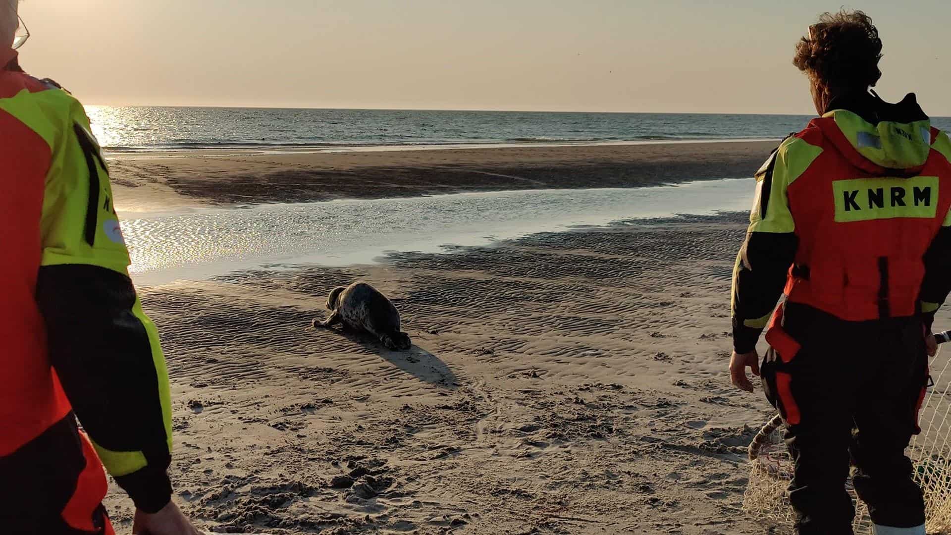 Zeehond bevrijd van net op Razende Bol