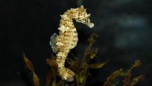 Ontdek de opkomst van zeepaardjes in de Noordzee bij Ecomare