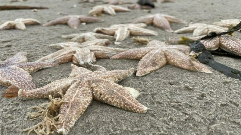 Veel zeesterren aangespoeld in Callantsoog